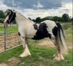 13hh 4 year old gelding, old-fashioned cob. 100% bombproof, do not come much quieter than him. He has pulled everything you can think of, he has been out scrapping in London, pulled living wagons. 