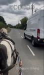 13hh Ride and Drive Gelding 