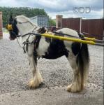 13hh Ride and Drive Gelding 