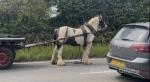 13hh Ride and Drive Gelding 