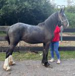 Gelding 