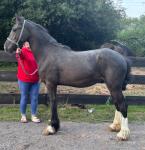 Gelding 