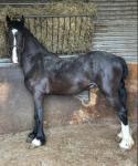 Gelding 
