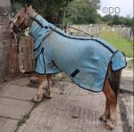 Champ, 11.2hh Gelding