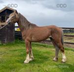 Champ, 11.2hh Gelding