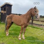 Champ, 11.2hh Gelding