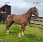 Champ, 11.2hh Gelding