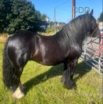 Gypsy, 13.2hh 13-year-old, registered CHAPS cob mare, ride & drive.
As wide as she is tall – a true traditional cob! A proper old-fashioned 13.2hh, 13-year-old registered CHAPS mare looking for her next home. Full of presence, and built like a tank with plenty of bone and feather.

