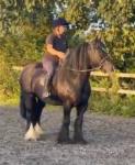 Gypsy, 13.2hh Riding Mare