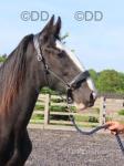 Copper, 2 Year Old Shire Gelding 