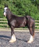 Copper, 2 Year Old Shire Gelding 