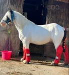Bella, 13.1hh Riding Mare