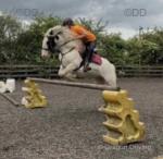 Bella, 13.1hh Riding Mare