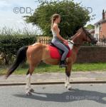 Billy, 14.3hh Riding Gelding 