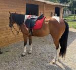 Billy, 14.3hh Riding Gelding 