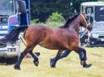 Dowlesbrook Maggie May, 14.2hh Welsh Section D Riding Mare