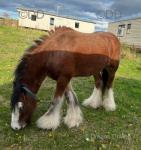 Rocky, 13hh Gelding