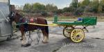 Rocky, 13hh Gelding