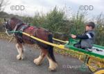 Rocky, 13hh Gelding