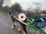 Rocky, 13hh Gelding