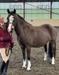 George, 13.1h Welsh section C Riding Gelding