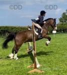 George, 13.1h Welsh section C Riding Gelding