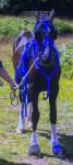 2 year old half bred filly, bombproof, done plenty of drives. 13.2-3hh will make 14.2hh. Very good pony can do anything with her, been in 2 and 4 wheel carts. 