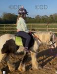Bug (Bugsy) is a 11.2hh 4 year ride and drive cob, we bought him for my daughter and sadly she has no interest in him anymore, and I have moved from driving to riding. He's perfect on the ground in all ways, he stands to be clipped, farrier and stands to be tacked up. He stands for the children to groom him and pick his feet. 