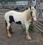 Filly