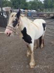 Filly