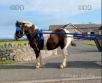 12.2hh, half bred, 5 year old mare. A very good driving mare, she's the type you can leave in the field for 12 months and put her straight in the cart. 
