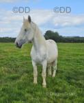 I have for sale a beautiful commercial pair of horses. Both horses are 4 years old and have been professionally trained. Both gelded. Import papers & passports are all in order. 

