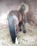 Half bred square trotting gelding, standing at 14.2hh at the minute, 3 years old. Bred in Limerick by The Butterfly over a heavy bay cob mare. 