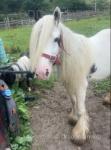 Clover, 5 year old mare, ride and drive. Good with kids. Picks up all 4 feet. Loves to be brushed and bathed.