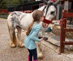 12hh Driving Gelding