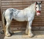 12hh Driving Gelding
