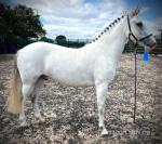 Harry, 13.3hh NF Gelding