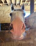 Harry, 13.3hh NF Gelding