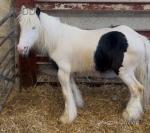 Joey, 3 Year Old Gelding 