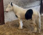Joey, 3 Year Old Gelding 
