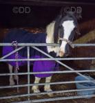 2 Year Old Gelding