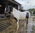 2 Year Old Gelding
