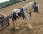 Domino, Ride & Drive Gelding