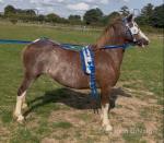 11.1hh Welsh Section A Mare, Possibly in Foal 