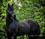 14.2hh Welsh Section D Stallion 