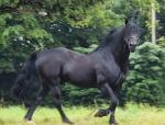 14.2hh Welsh Section D Stallion 
