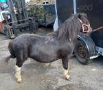 Lil Tom, Shetland ride & drive registered stallion. Full turnout. Very good cart, Fintak wheels, leather harness, only been on 3 times. Breast plate and collar. 