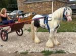 Trigger, Driving Colt