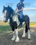 Tommy, 14hh Ride & Drive Gelding