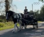 Tommy, 14hh Ride & Drive Gelding